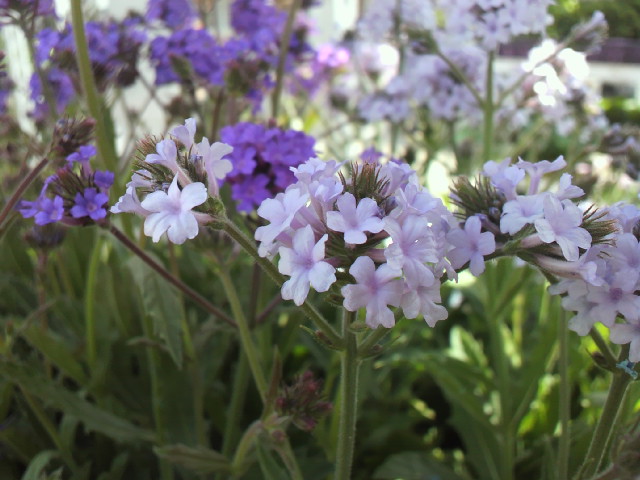 バーベナ リギダ 今そこにある花々